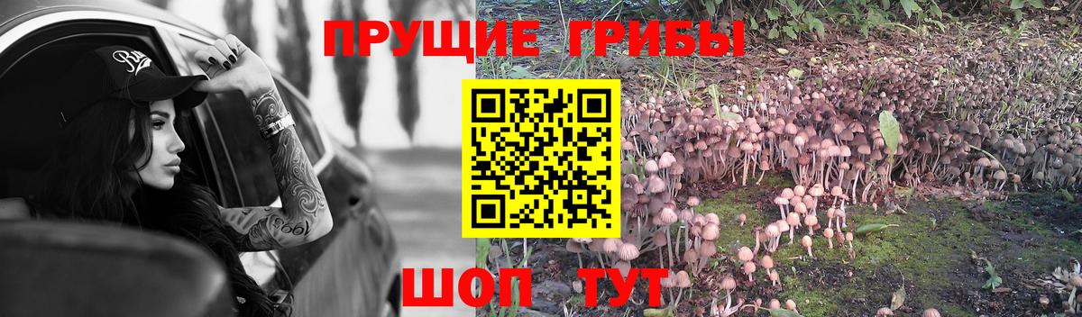Псилоцибиновые грибы Psilocybe Бахчисарай